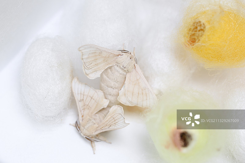 交尾的破茧而出的蚕蛾图片素材