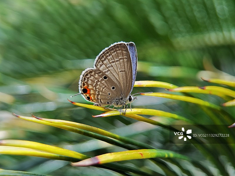 披荆斩棘图片素材