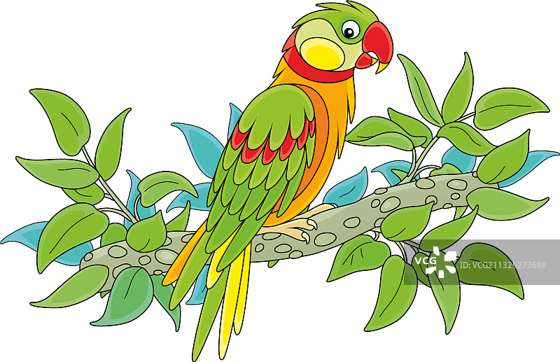 热带丛林中的趣味彩色鹦鹉图片素材