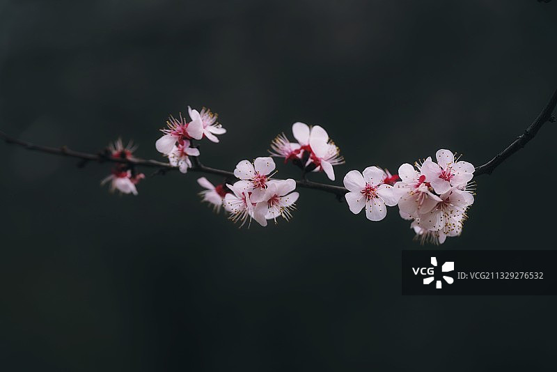 杏花怒放图片素材