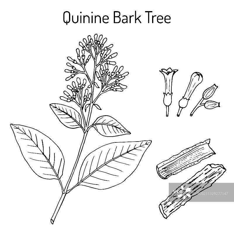 金鸡纳树皮：奎宁的来源图片素材
