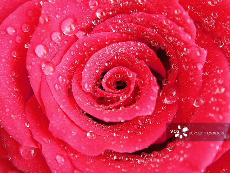 《玫瑰花上的小水珠》图片素材