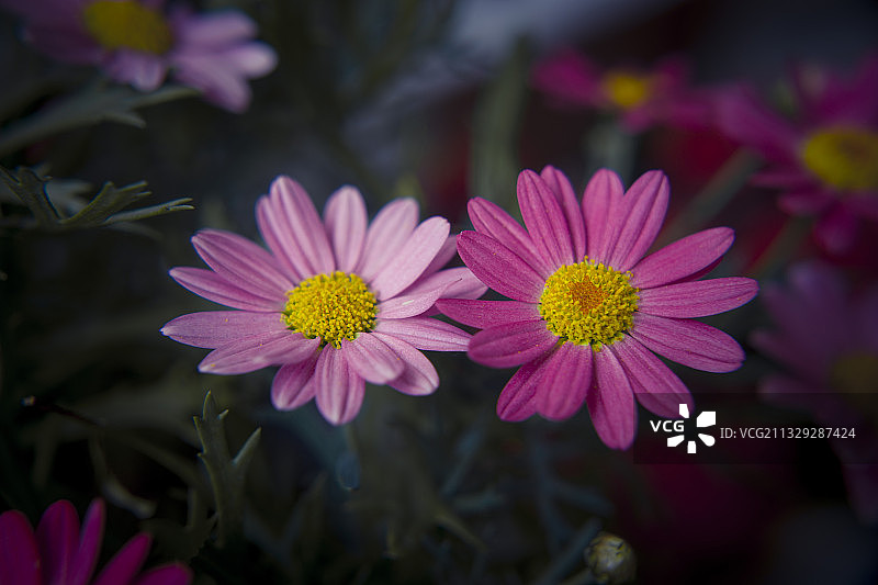 好事成双图片素材