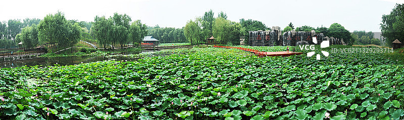 山东枣庄滕州市微山湖红荷湿地景区图片素材