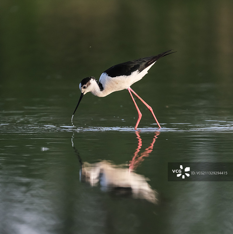 黑翅长脚鹬图片素材