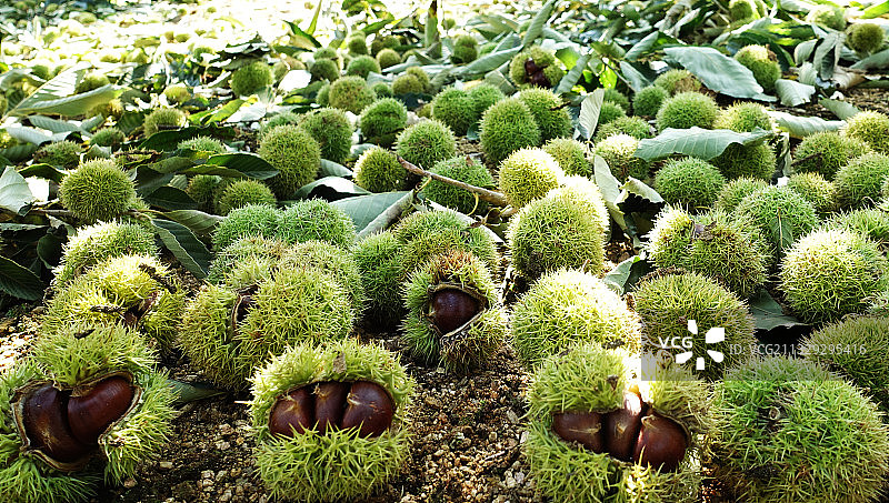 板栗果实图片素材