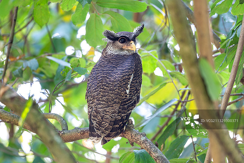 分布于中南半岛沿海地区潮湿的热带或亚热带森林低地的马来雕鸮图片素材