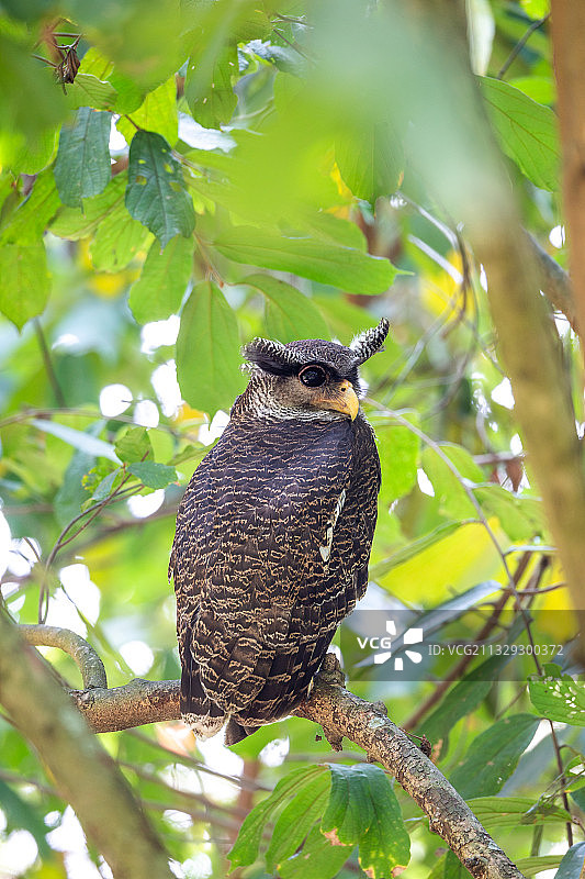 分布于中南半岛沿海地区潮湿的热带或亚热带森林低地的马来雕鸮图片素材