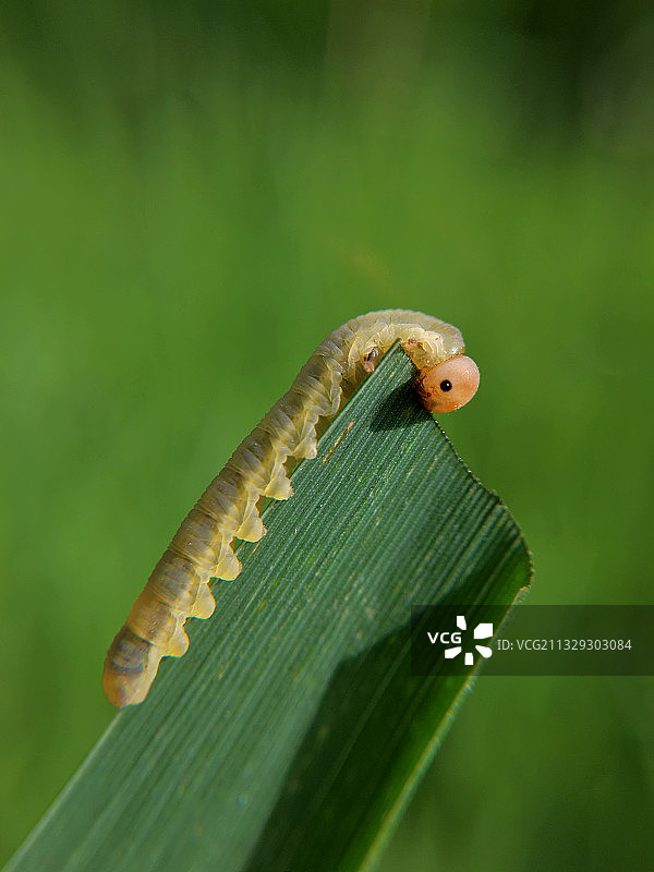 调皮的虫子图片素材