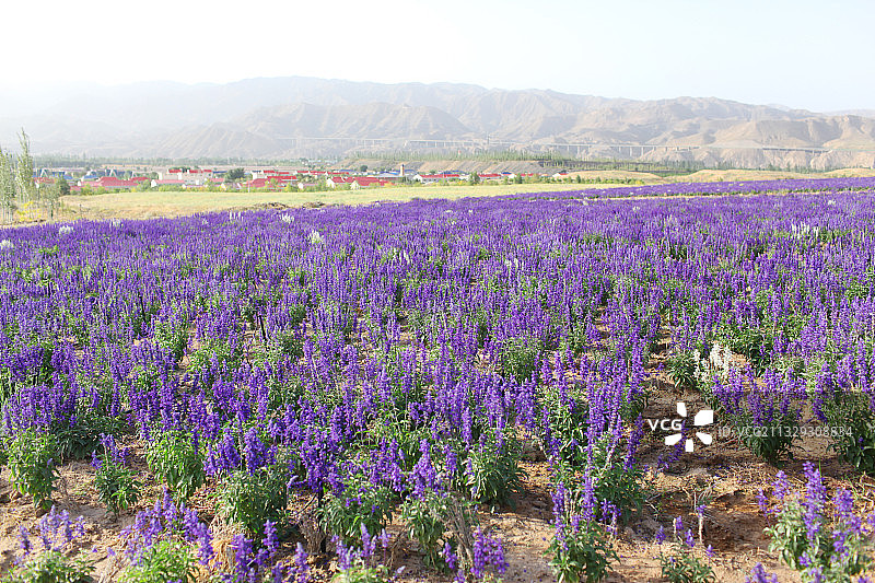 宁夏沙坡头薰衣草花田图片素材