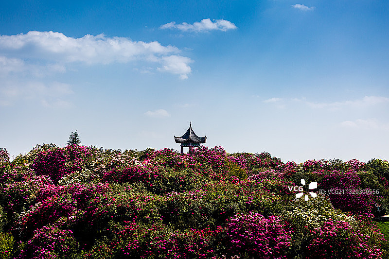 春天杜鹃花盛开的贵州百里杜鹃景区图片素材