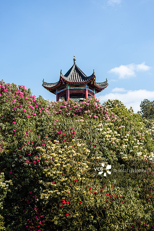 春天杜鹃花盛开的贵州百里杜鹃景区图片素材