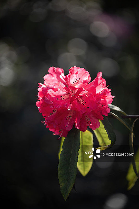春天贵州毕节百里杜鹃风景区里盛开的野生杜鹃图片素材