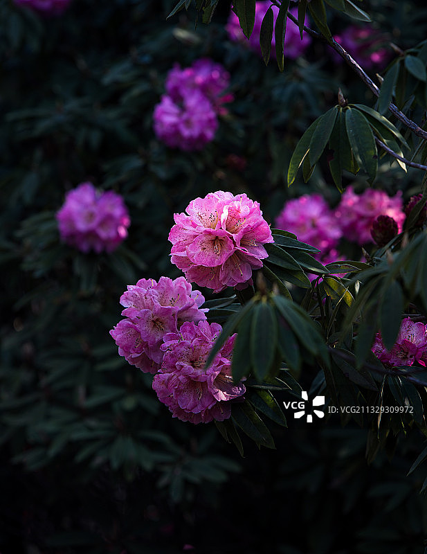 春天贵州毕节百里杜鹃风景区里盛开的野生杜鹃图片素材