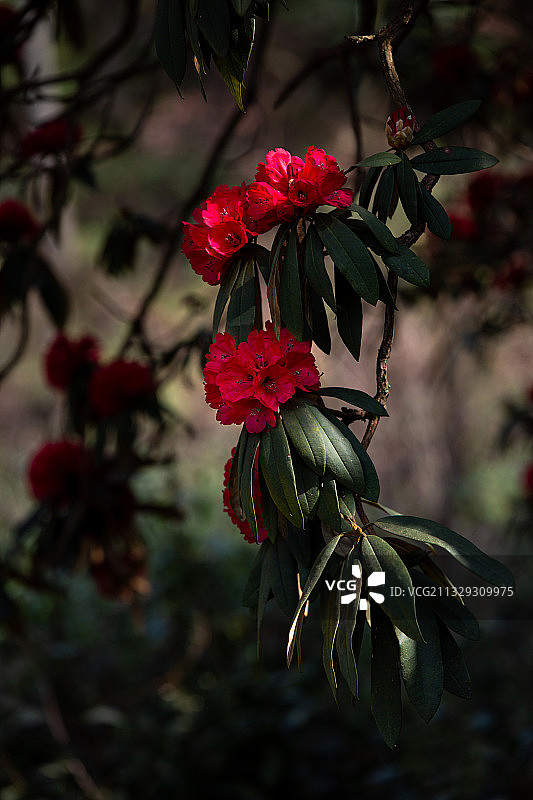 春天贵州毕节百里杜鹃风景区里盛开的野生杜鹃图片素材