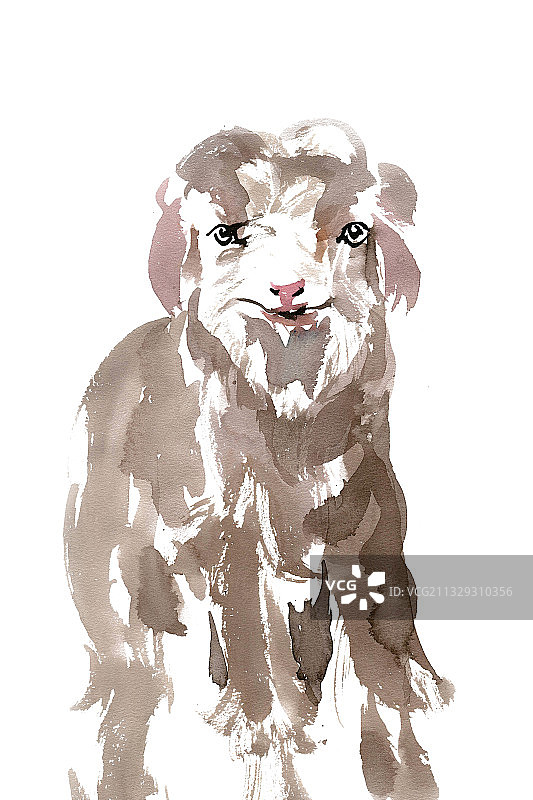 可爱的小羊图片素材