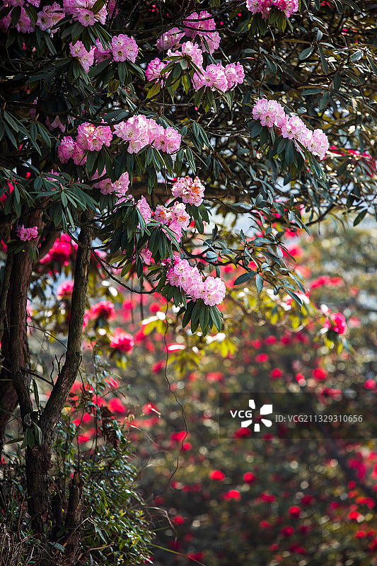 春天贵州毕节百里杜鹃景区的杜鹃林图片素材