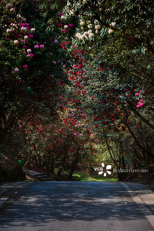 春天贵州毕节百里杜鹃景区的杜鹃林图片素材