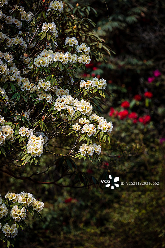 春天贵州毕节百里杜鹃景区的杜鹃林图片素材