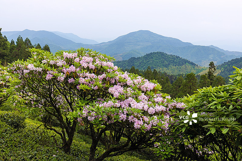 浙江天台山-高山杜鹃花图片素材