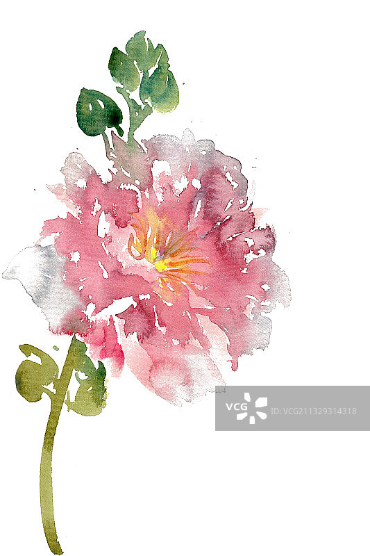 粉色的木槿花图片素材