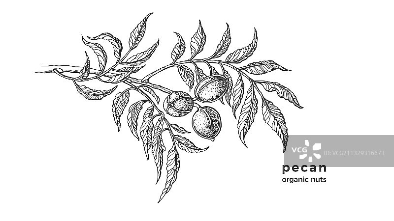 山核桃树墨水素描：带叶子的生山核桃图片素材