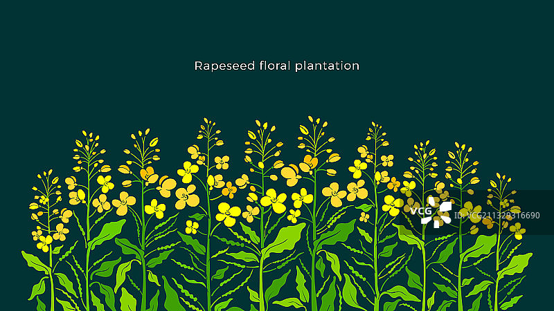 油菜花艺术花卉背景图片素材