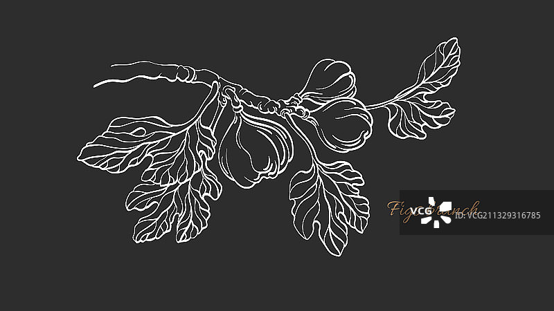 热带无花果树枝植物图片素材