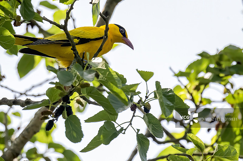 黑枕黄鹂图片素材