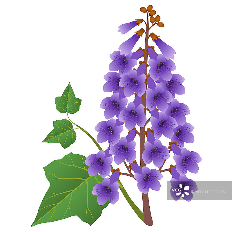 带叶泡桐花图片素材