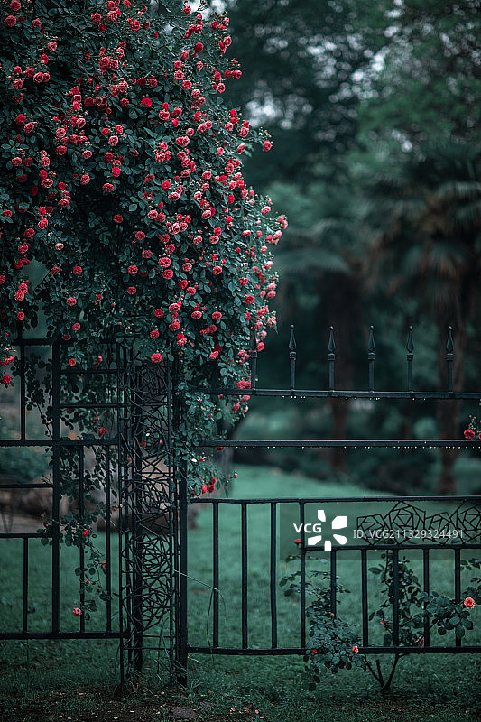 繁花如梦图片素材