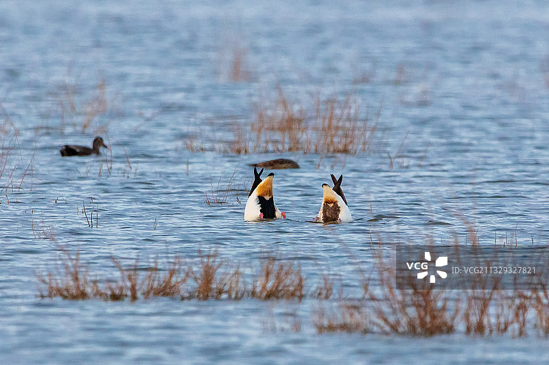 水中芭蕾舞图片素材