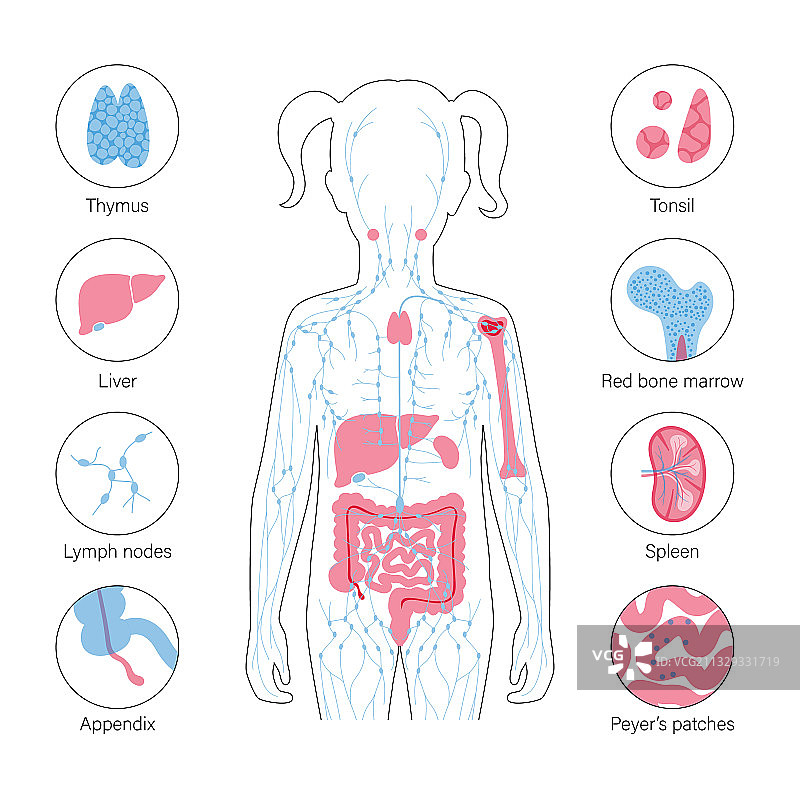 淋巴系统概念图片素材