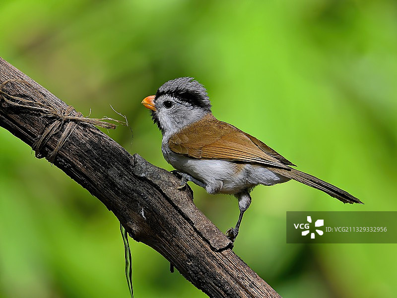 灰头灰脸的灰头鸦雀图片素材