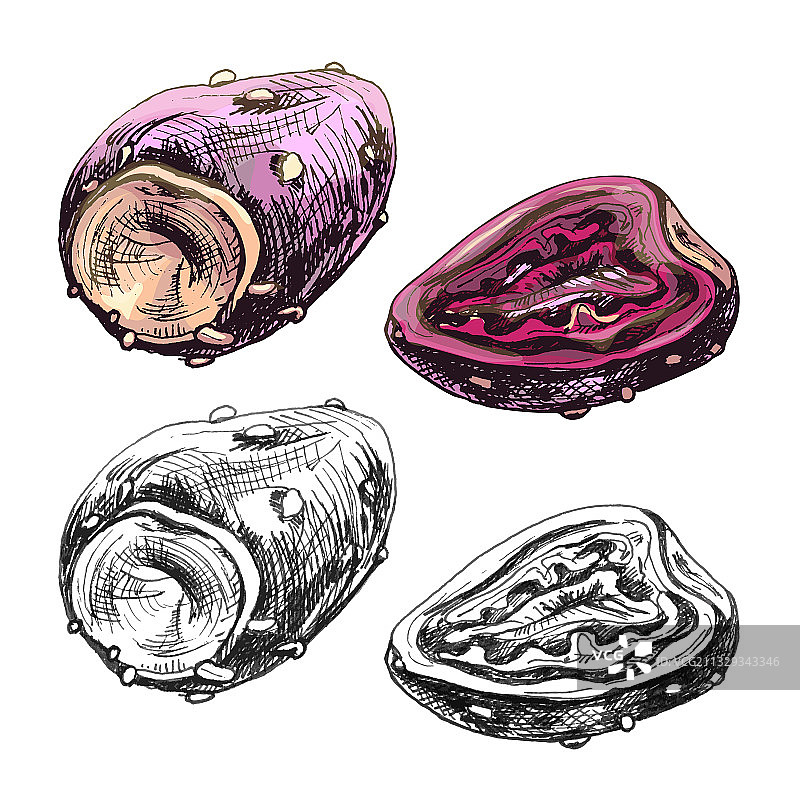 仙人掌果切片和完整复古图图片素材