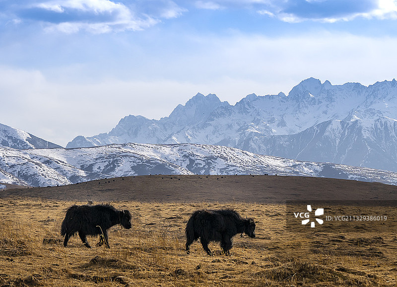 西藏雪山图片素材