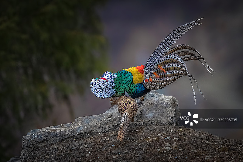 求爱   求偶期的白腹锦对。。。图片素材