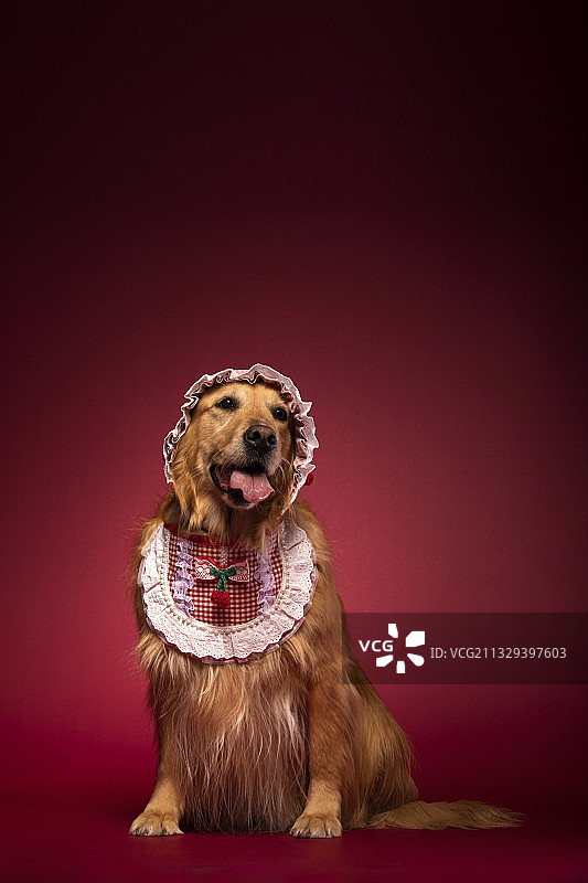 穿小红帽衣服的金毛狼外婆图片素材