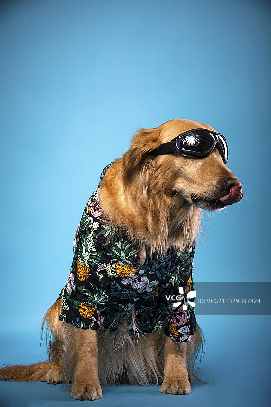 夏威夷风格的金毛狗子图片素材