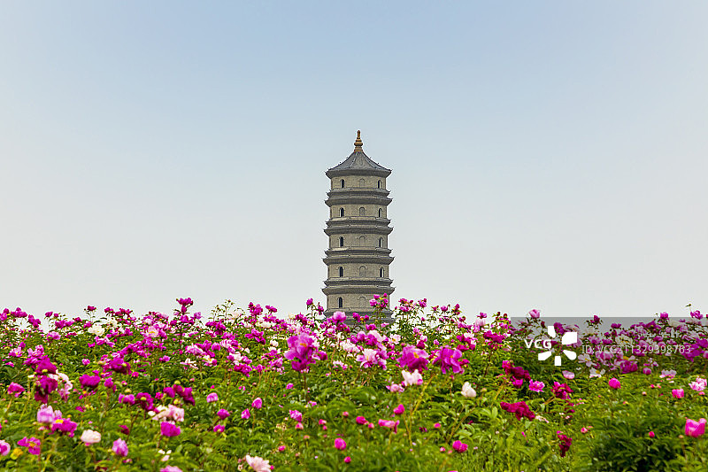 河南省清丰县中华孝道文化园内的报恩塔、芍药花图片素材