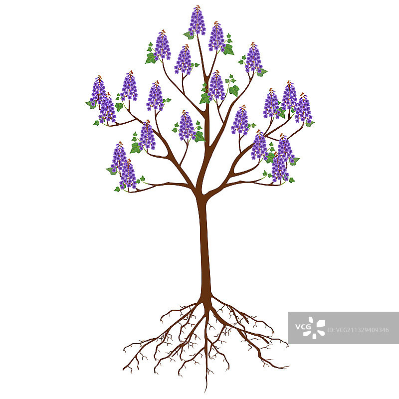 鲜花泡桐树图片素材