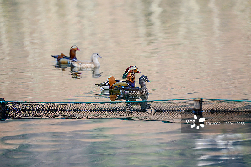 杭州，西湖，鸳鸯图片素材