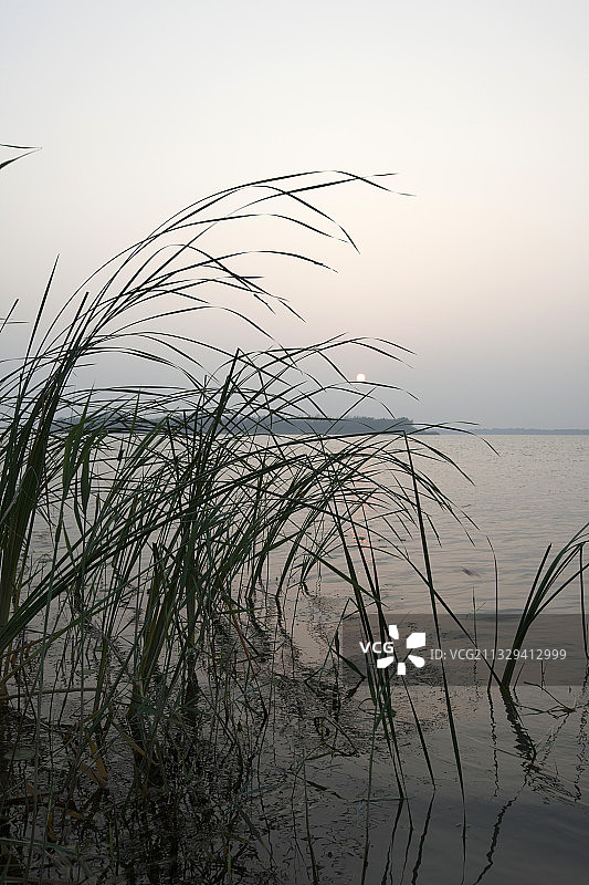 湖边芦苇荡漾图片素材