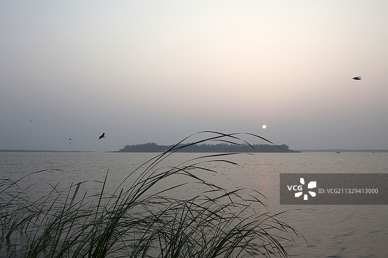 湖边芦苇荡漾图片素材