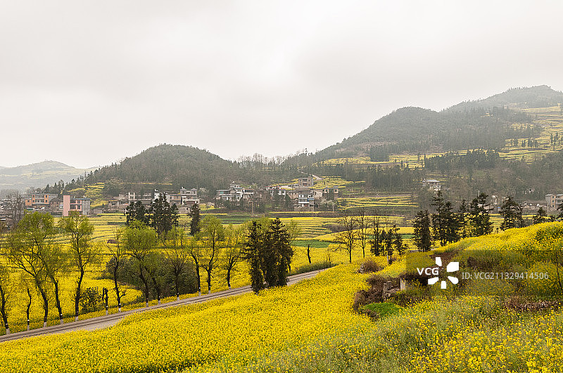 云南罗平油菜花图片素材
