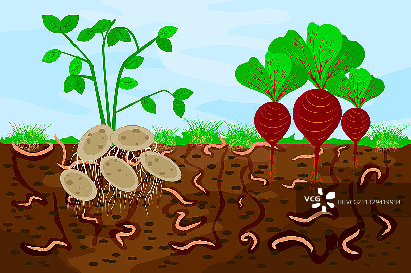 蚯蚓和蔬菜的地面剖面图图片素材