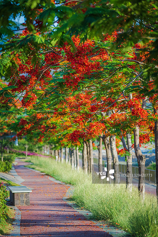红花楹（凤凰木）图片素材