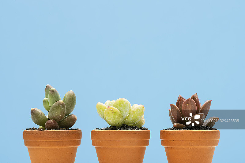 蓝色背景的仙人掌图片素材