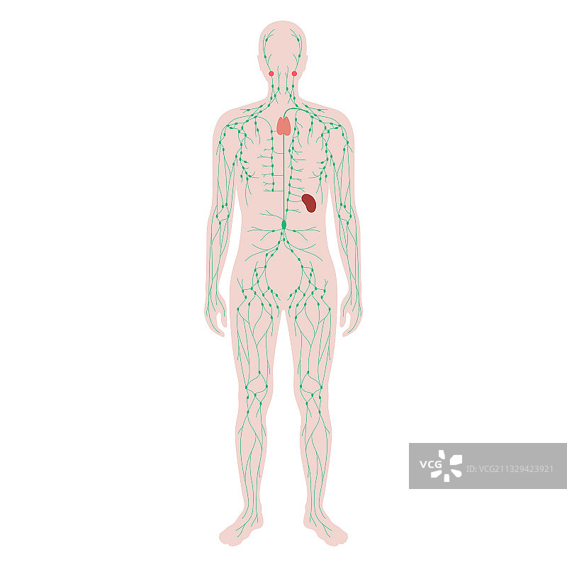 淋巴系统概念图片素材