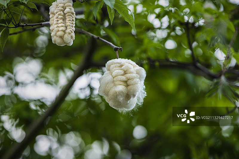 木棉花图片素材